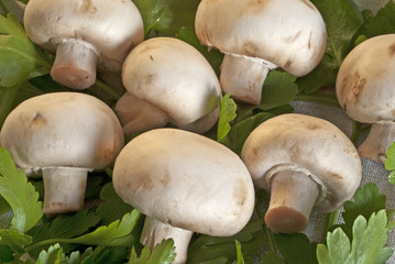 Funghi champignon su foglie di prezzemolo 2