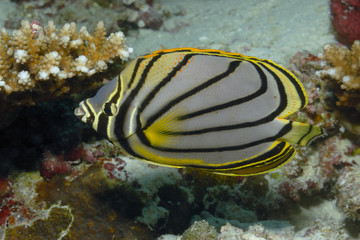 Obraz na płótnie Canvas Butterflyfish
