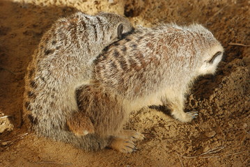 reproduction