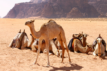 Baby camel