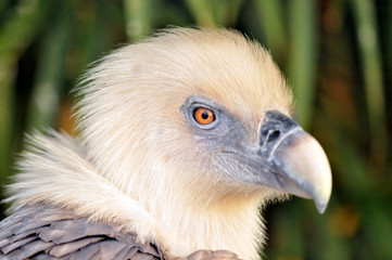 white vulture