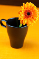 gerbera flower in a black cup of the orange fabric