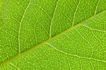 structure of leaf