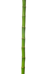 Fototapeta premium bamboo