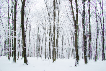 winter forest