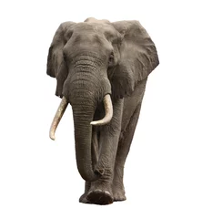 Fotobehang olifant nadert geïsoleerd © Taalvi