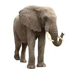 Fotobehang olifant geïsoleerd © Taalvi
