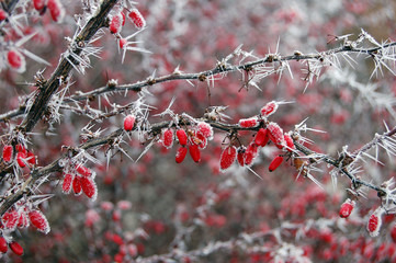 Red berries covered with frost