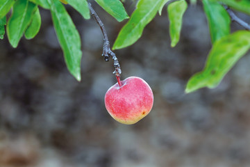 Manzana rojiza  (malus domestica)