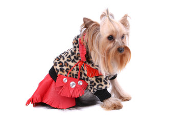 Pies Yorkshire Terrier © vorox