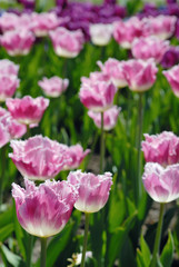 Blossoming tulips