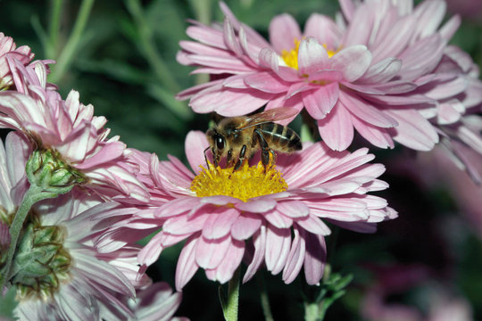 Abeja en crisantemo