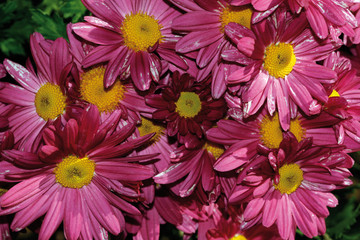 Crisantemo (chrisanthemum)