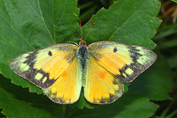 Fototapeta premium Orange Sulphur Butterfly (Colias eurytheme)