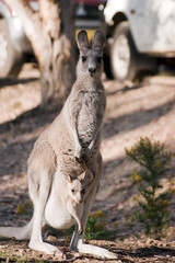 Naklejka na ściany i meble Matka i dziecko (kangury)