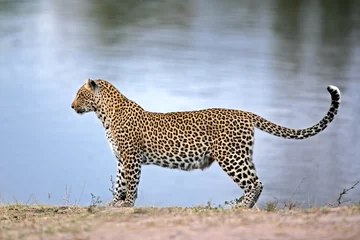 Afwasbaar Fotobehang Panter Alert leopard