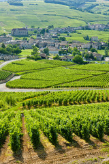 Fototapeta na wymiar winnic w pobliżu Fuissé, Burgundii, Francja