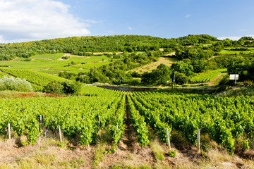 Fototapeta na wymiar vineyard near Pouilly-Fuisse, Burgundy, France