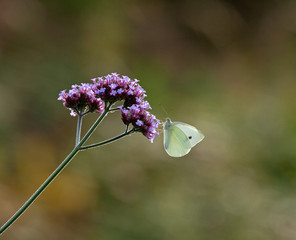 Obraz premium Small White butterfly on Verbena Bonariensis
