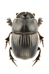 Copris lunaris