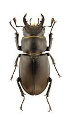 Lucanus tetraodon