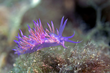 Flabellina