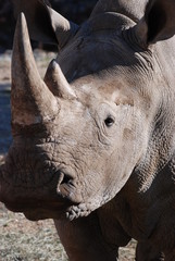 rhinoceros