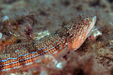 Pesce