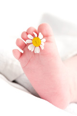 Babyfuss mit Kamillenblüte