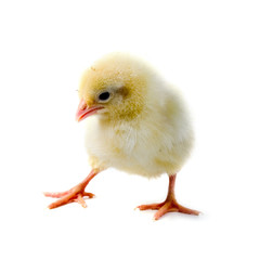 Yellow chicken