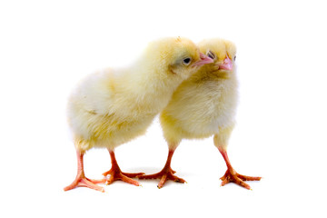 Obraz premium Yellow chickens