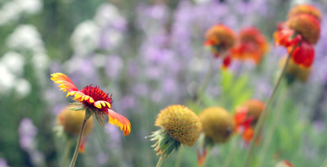 Scarlet flower in garden. Shallow DOF.