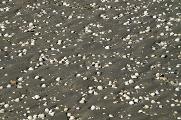 Muscheln im Watt