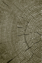 Fototapeta premium Old resinous pine tree cut texture