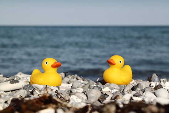 Rubber ducks on vacation