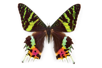 Naklejka premium Butterfly Urania ripheus isolated