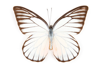 Butterfly Prioneris philonome isolated