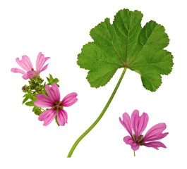 Feuille et fleur de mauve