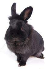 lapin noir sur fond blanc