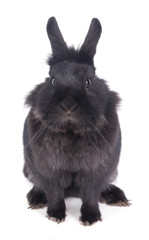 Obraz premium lapin noir sur fond blanc