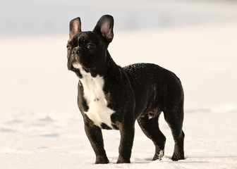 Französische Bulldogge, Schnee, Portrait, Winter