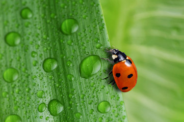 bright green leaf