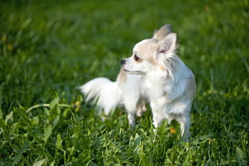 Chihuahua standing among dandelion greens