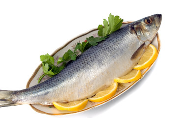 herring
