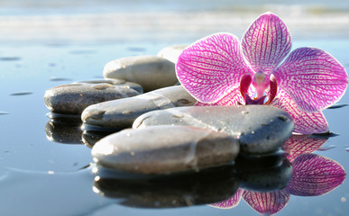 Galets et orchidée en bord de plage