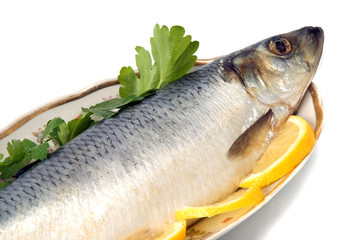 herring