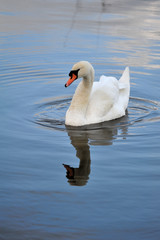 Swan & River Portrait