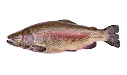 Fresh russian salmon