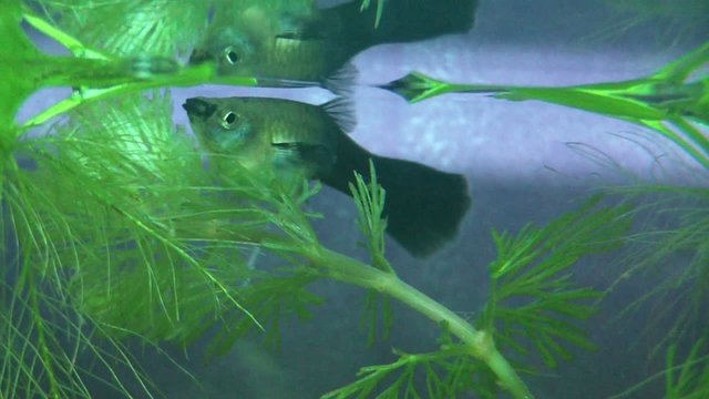 guppy weibchen geburt