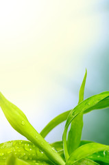 soft green leaf background